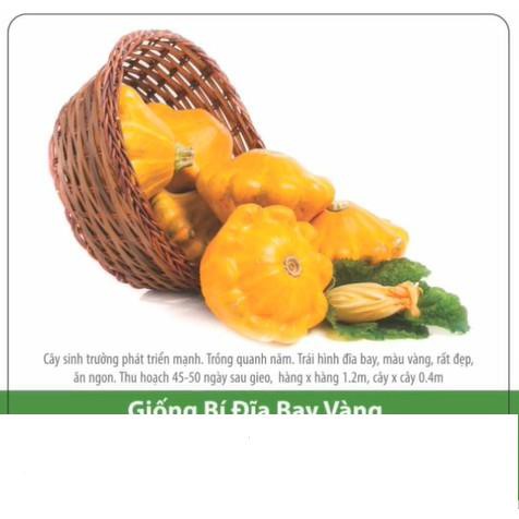 Hạt Giống Bí Đĩa Bay Vàng 1gr