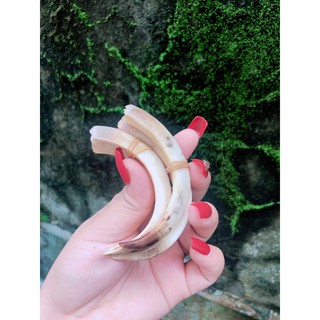nanh xương mỹ nghệ đẹp