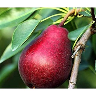 Cây giống lê đỏ nam phi siêu quả siêu kinh tế-cam kết giống chuẩn f1 , cam kết uy tín chất lượng