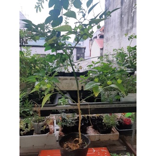 Cây giống ớt Biquinho đang có quả
