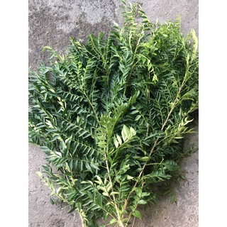 [Hỏa tốc 3h] Lá cà ri tươi - Fresh curry leaves