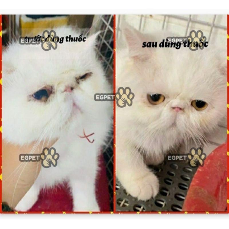 Lysine cho chó mèo, bị hô hấp, viêm phổi , giúp tăng cường miễn dịch, đề kháng