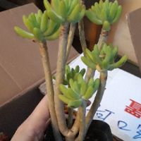 Sen đá cổ thụ mini xanh