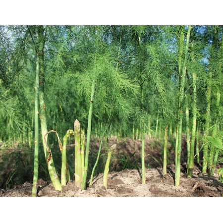 Hạt Giống Măng Tây Xanh  -  - Dinh Dưỡng, Năng Suất Cao