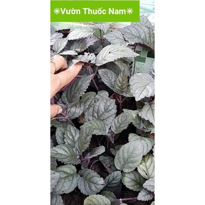 Cây bán tự cảnh cây nấu trà dr Thanh nước mát