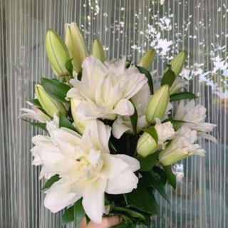 1 Củ Hoa LyLy trắng kép cánh Hà Lan siêu đỉnh .