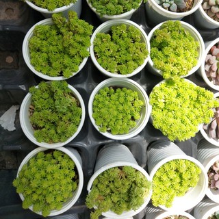 Sen đá sedum vàng