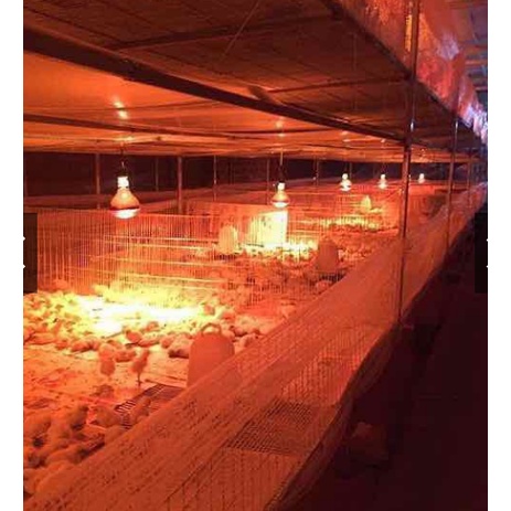 Bóng đèn hồng ngoại INTERHAT sưởi ấm gia súc gia cầm Interheat cao cấp - úm trứng gà, vịt