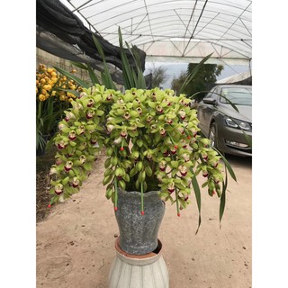 địa lan santo chậu giống, gửi đi cả chậu