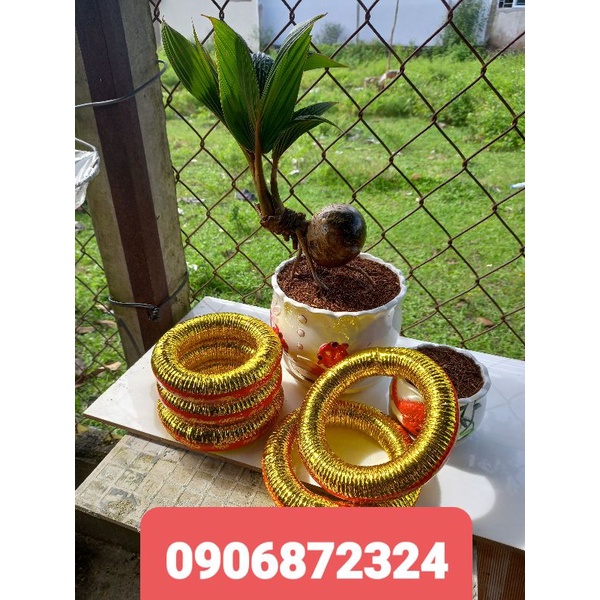 Combo 50 đế chưng dừa bưởi dưa hấu (Đủ màu ) | BigBuy360 - bigbuy360.vn