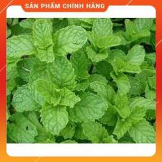 HẠT GIỐNG HÚNG BẠC HÀ GÓI 0,1G