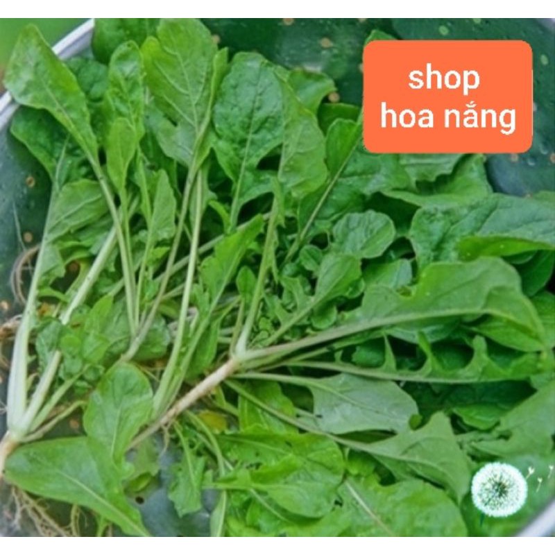 cải củ ăn lá