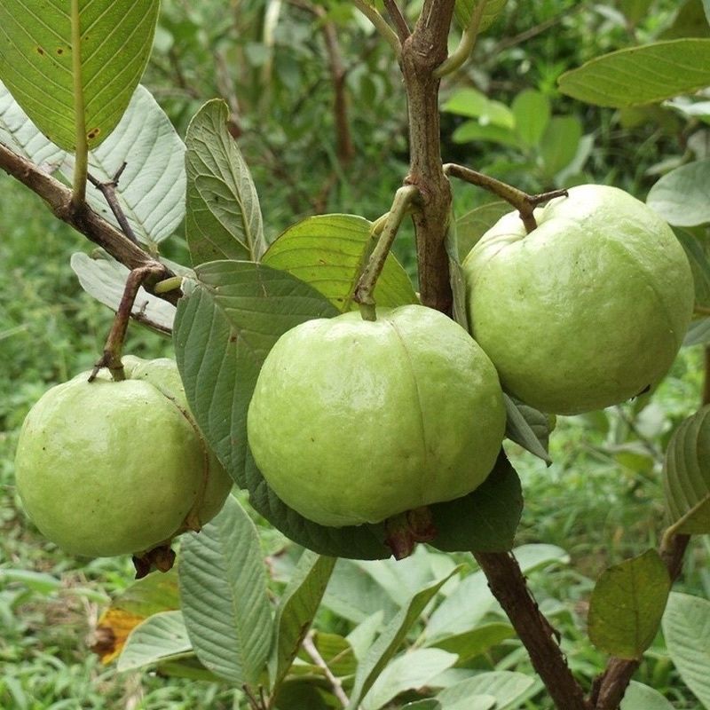 CÂY GIỐNG ỔI NỮ HOÀNG 6 THÁNG CHO QUẢ