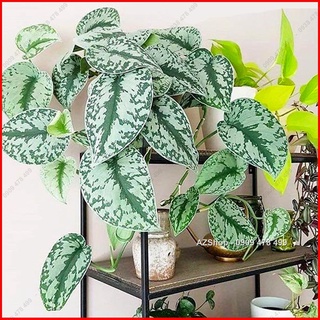 Trầu Bà Lụa Scindapsus Pictus Exotica - Lá Dày đẹp, ánh bạc ấn tượng