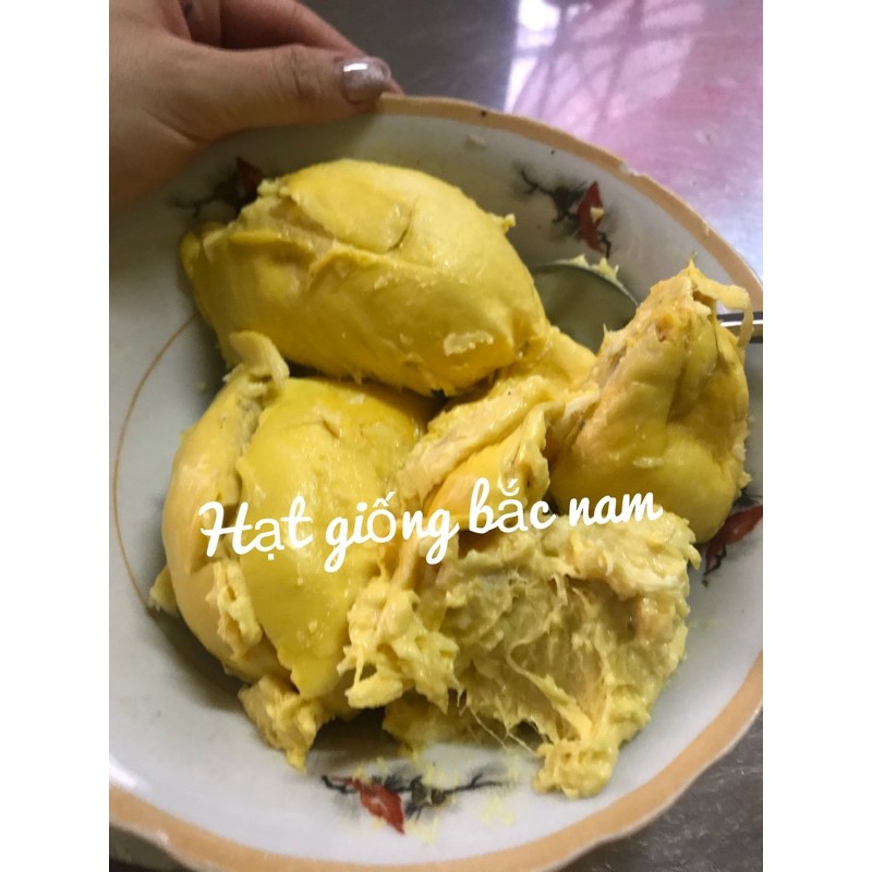 QUẢ SẦU RIÊNG ĐẦU MÙA LÂM ĐỒNG BAO ĂN QUẢ LỚN TỪ 2kg | BigBuy360 - bigbuy360.vn