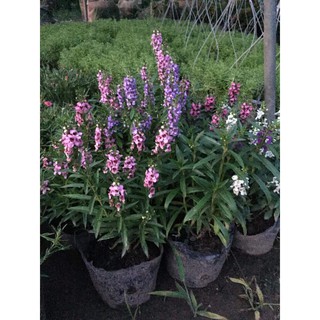 Hoa violet - hoa trồng ban công
