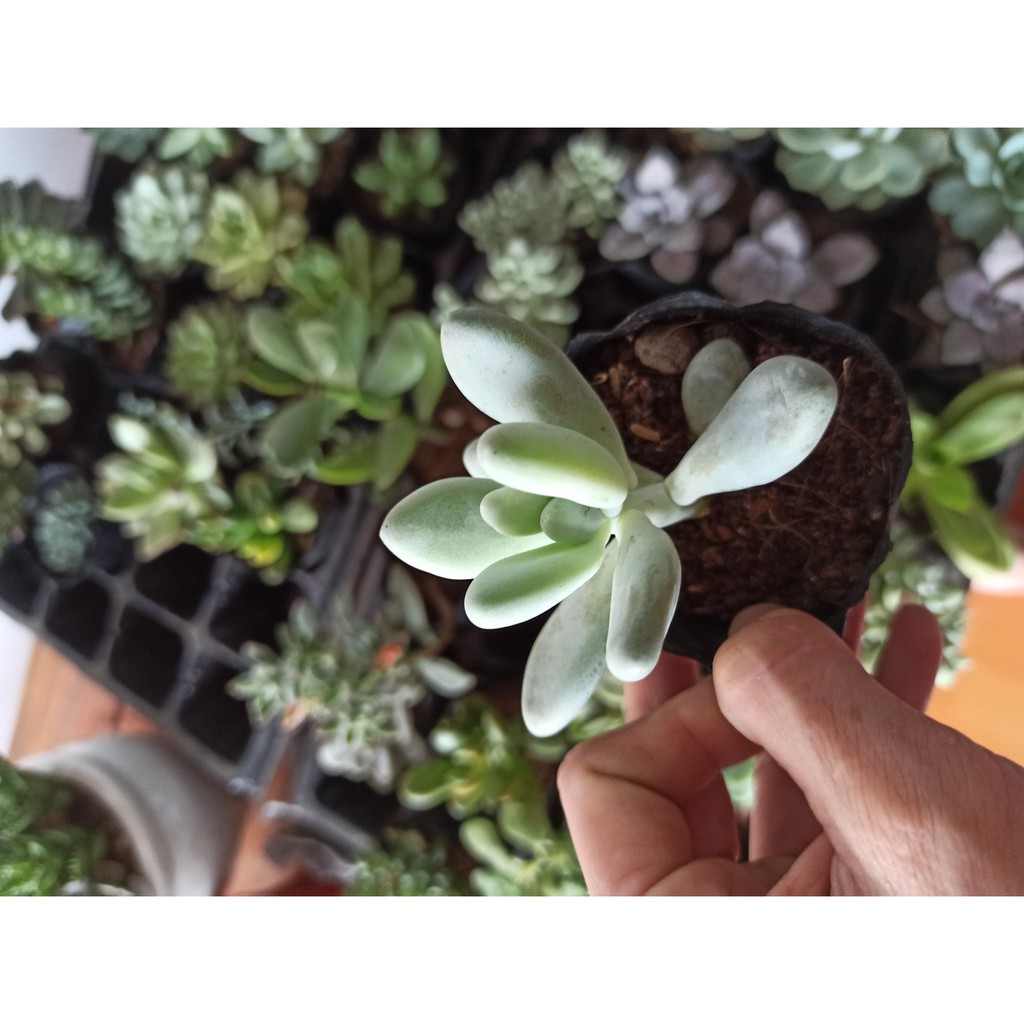 Sen đá sỏi  đốm, trắng và xanh ngọn hồng (Đọc mô tả) Pachyphytum oviferum