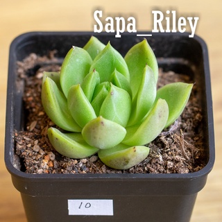 Sen đá Echeveria nhiều màu