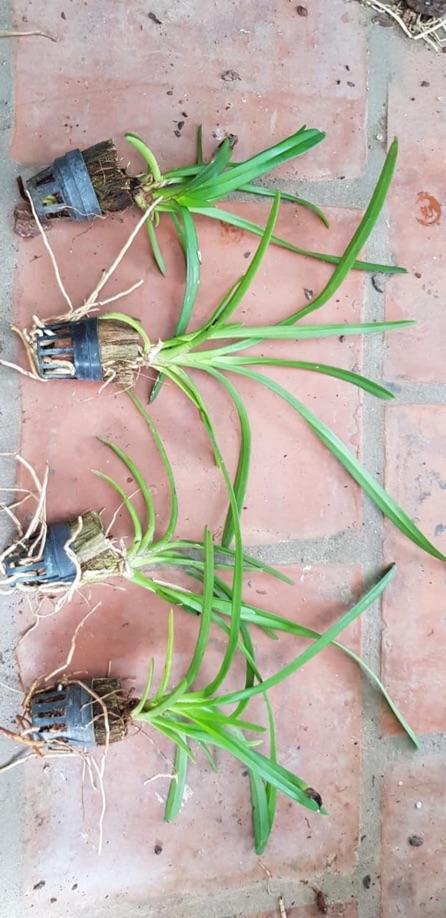 Kiếm xích Ngọc hàng giống