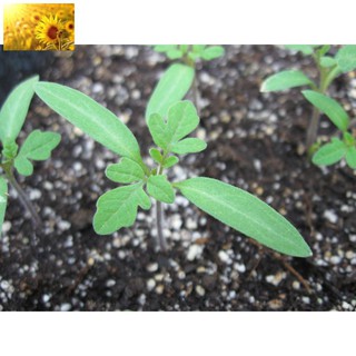 Hạt Giống Cà Chua Tím (30 Hạt)