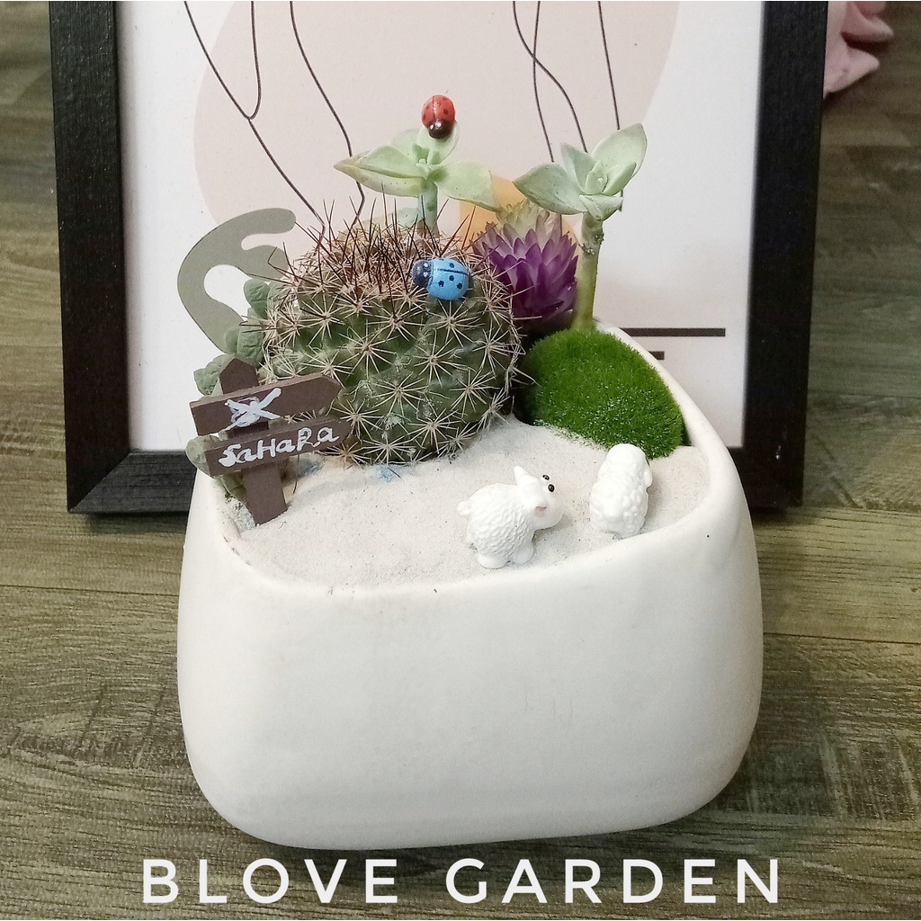 Chậu cây sen đá sương rồng, phối sẵn tiểu cảnh trang trí cực xinh sắn làm quà tặng bạn trai bạn gái crush, đồng nghiệp