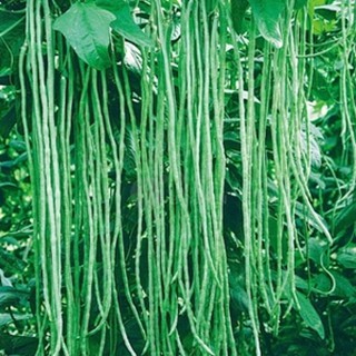 [Combo 3 Gói Hạt Giống] Bầu + Bí + Đậu Đũa