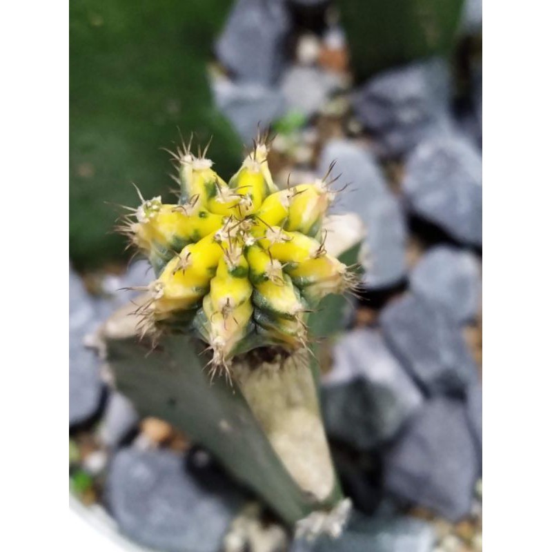 xương rồng gym lem vàng