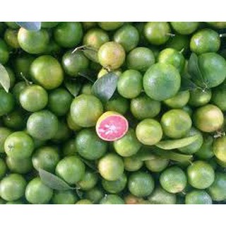Cây giống chanh đào