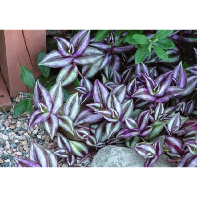 Combo 20 cành THÀI LÀI TÍA trồng chậu treo