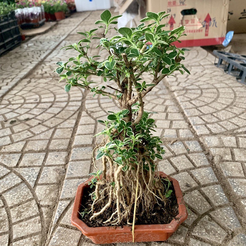 Cây bạch tuyết mai dáng bonsai cao 20cm, thân nhánh độc đáo nhiều lá xum xuê, cây phong thuỷ trồng để bàn và decor
