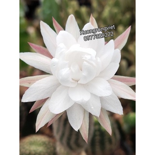 Xương rồng Echi Ngọc bút