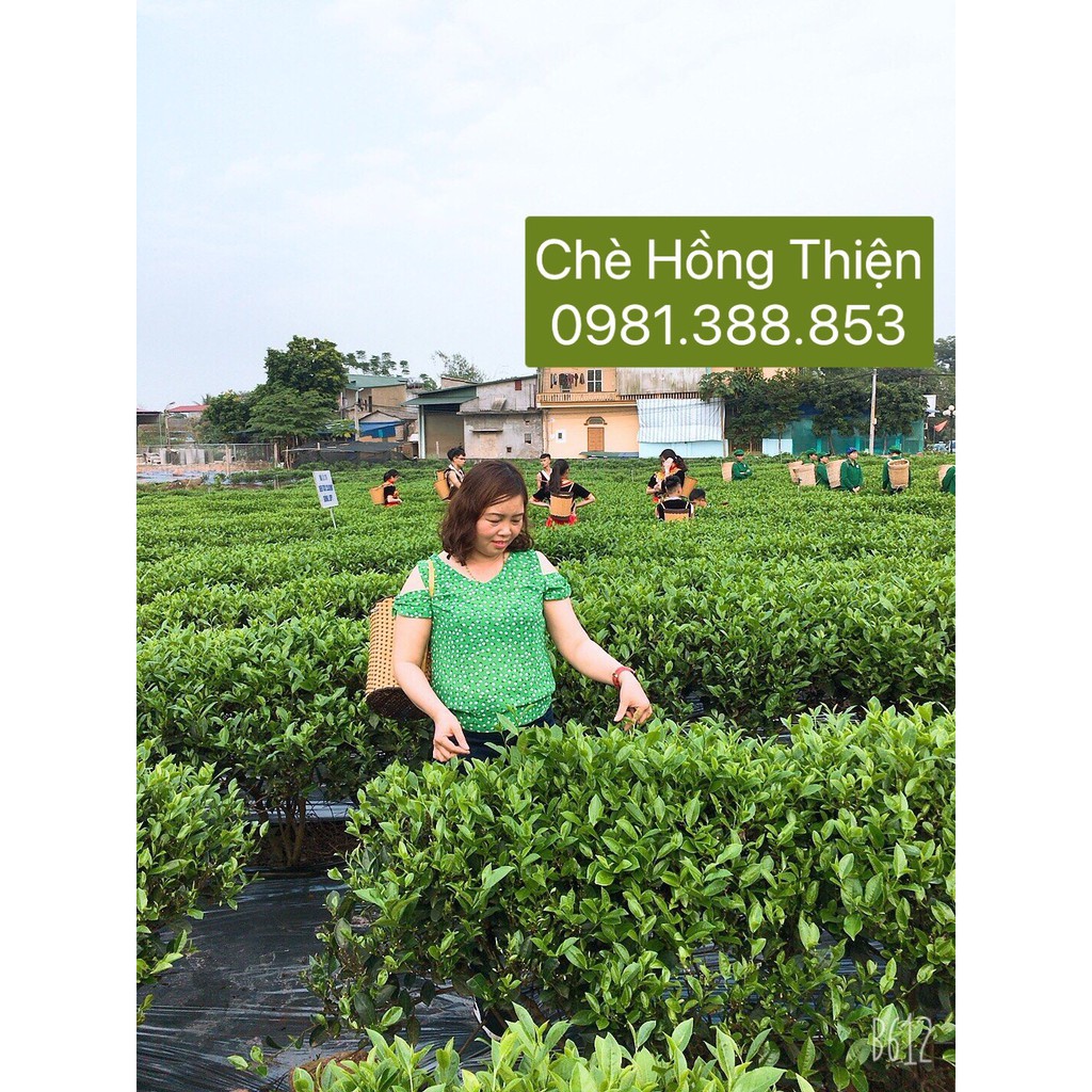 Chè Tân Cương Thái Nguyên - Trà Móc Câu | BigBuy360 - bigbuy360.vn