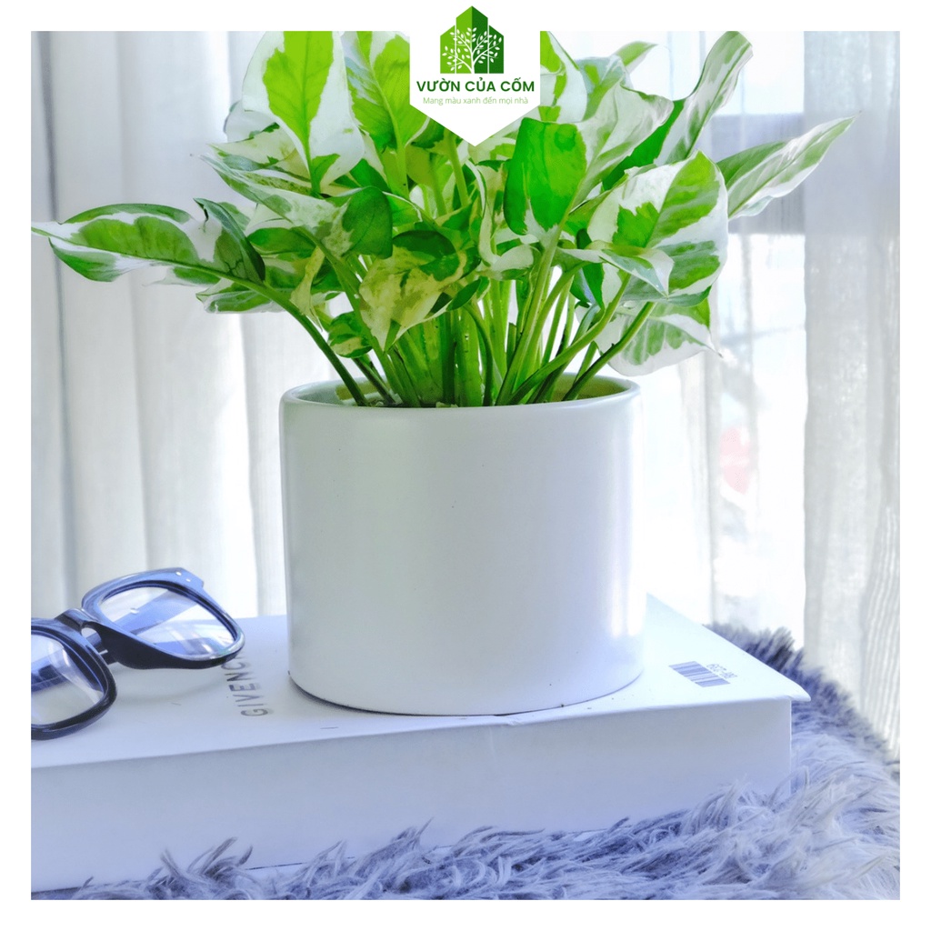 Cây trầu bà cẩm thạch để bàn kèm chậu sứ trắng , cây mang ý nghĩa phong thủy và thanh lọc không khí tốt .