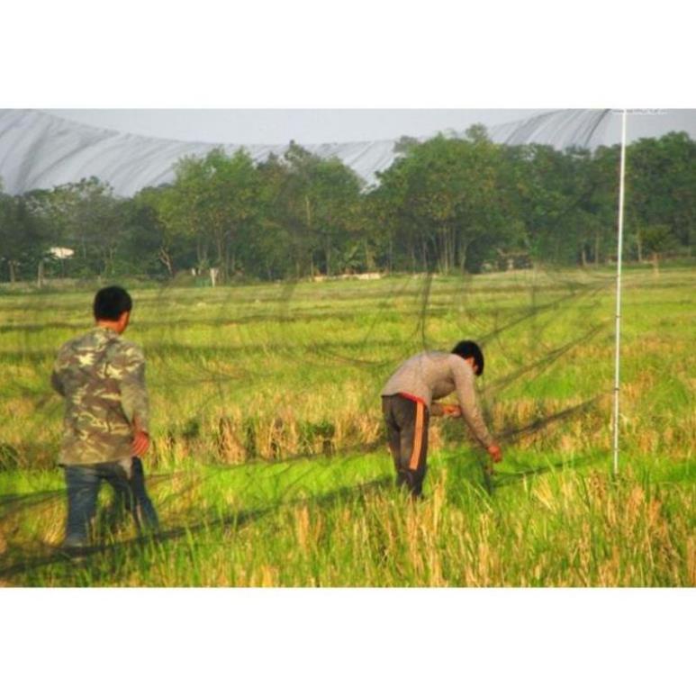 Lưới bẫy chim chào mào, khuyên,sáo, cu gá, gà .Lưới chim tàng hình tổng hợp lưới chim thái lan cao 5m siêu nhạy.