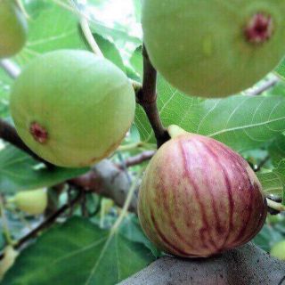 (Combo 1sung mỹ, 1 việt quất, 1cheri mỹ 300k)