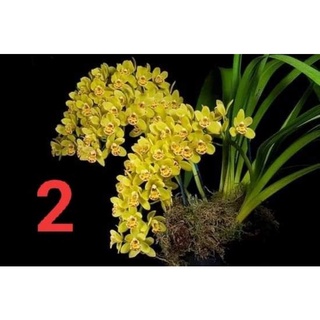 Hoa lan Kiếm lá cứng