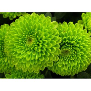 Hạt giống Hoa Cúc Xanh gói 50 hạt luckyseed hạt siêu rẻ