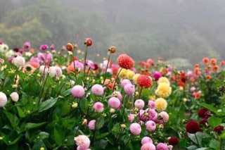HẠT GIỐNG THƯỢC DƯỢC TỔ ONG