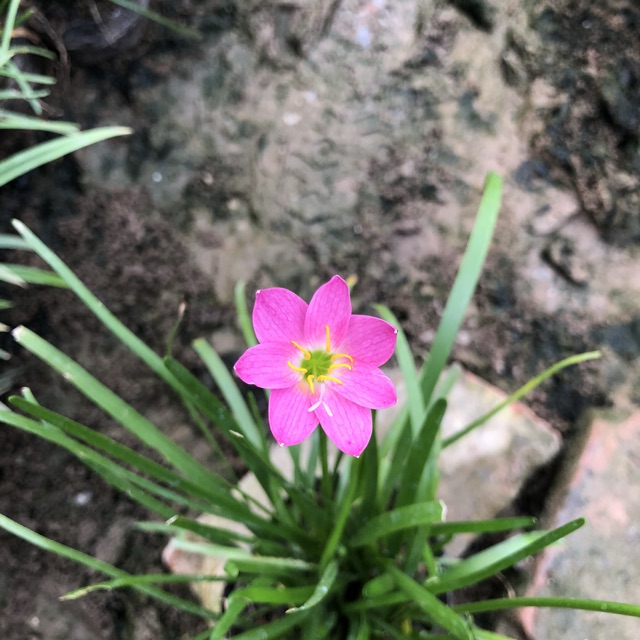 CÂY TÓC TIÊN HOA (HUỆ MƯA, RAIN LILY) TRỒNG BỊCH ĐEN CAO 10-15CM NHIỀU NHÁNH SUM SUÊ HOA NỞ ĐẸP