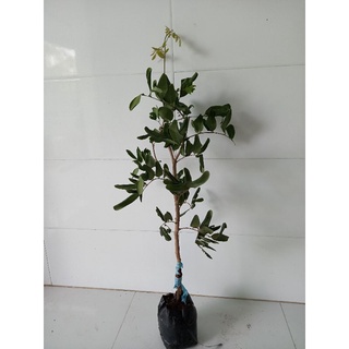 cây nhãn xuồng mau cho trái