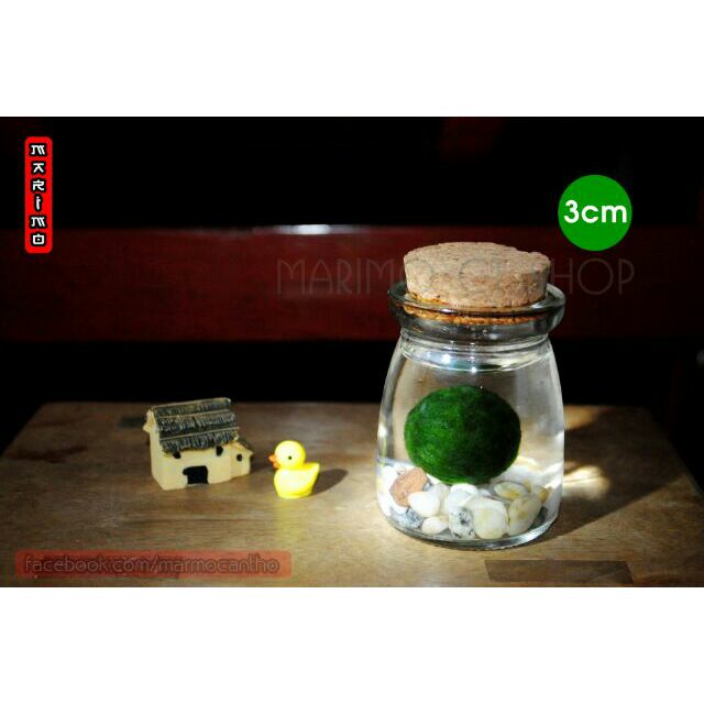 Marimo size 3cm