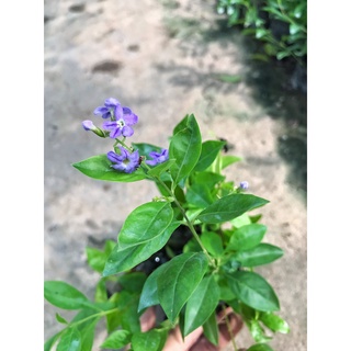 Cây Chuỗi Ngọc Trồng Bịch ⚡️ FREE SHIP ⚡️ Cao 20cm Nhiều Ngọn Xum Xuê Lá Đẹp Trang Trí Hàng Rào