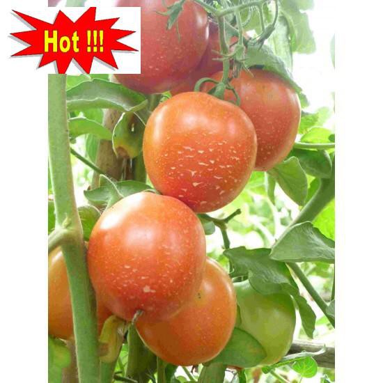 🌟Hạt Giống Cà Chua Lai F1🌟 Giống Cho Năng Xuất Cao Sinh Trưởng Khỏe Gói 50 Hạt