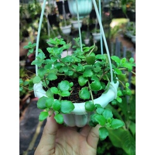 [mua 1 tặng 1] Cây vẩy rồng (dây nhân giống)