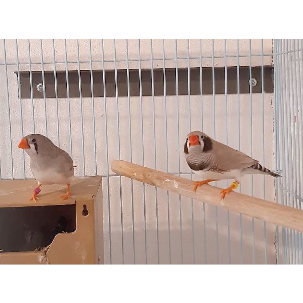 Set 10 vòng nhựa kẹp chân chim bồ câu 2.7mm 3mm 4mm 4.5mm 5mm