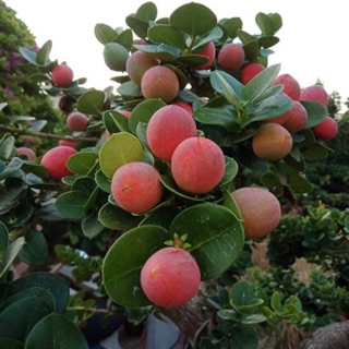 Cây si rô đài loan trái to làm nguyên liệu nấu siro, thân chơi bonsai-Cây hoa kiểng Đồng Tháp