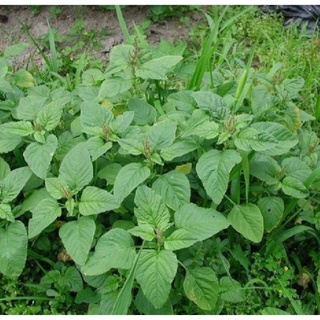 Hạt giống rau dền cơm - Gói 10gram