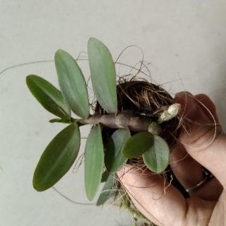 Phi điệp Châu Như gieo hạt