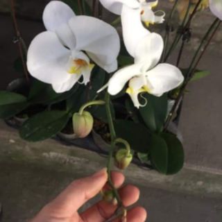 Lan hồ điệp sẵn ngồng hoa