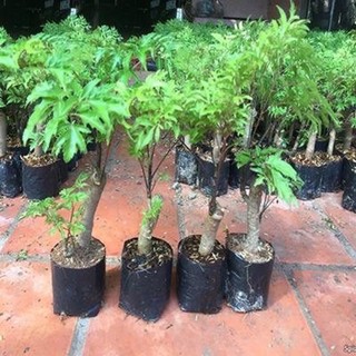 Combo 5 Cây Đinh lăng giống